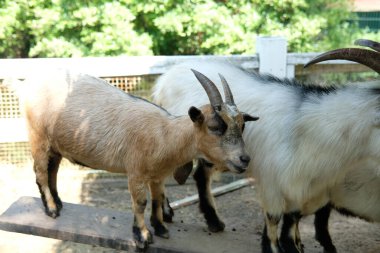 Keçiler ve günlük aktiviteler