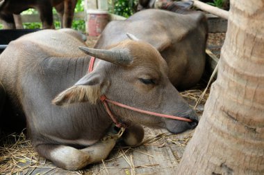 Bufalo ve günlük aktiviteler