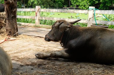 Bufalo ve günlük aktiviteler