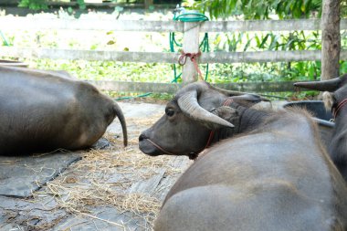 Bufalo ve günlük aktiviteler