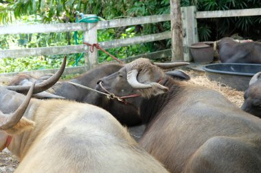 Bufalo ve günlük aktiviteler