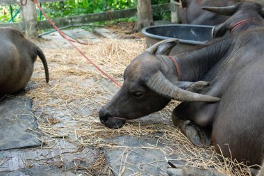 Bufalo ve günlük aktiviteler