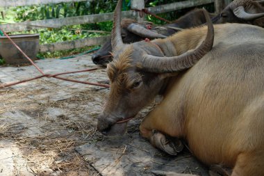 Bufalo ve günlük aktiviteler