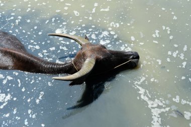 Bufalo ve günlük aktiviteler