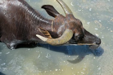Bufalo ve günlük aktiviteler