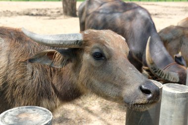 Bufalo ve günlük aktiviteler