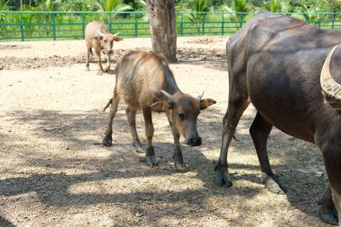 Bufalo ve günlük aktiviteler