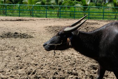 Bufalo ve günlük aktiviteler