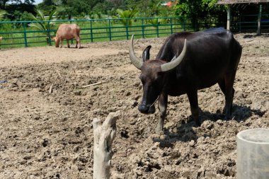 Bufalo ve günlük aktiviteler