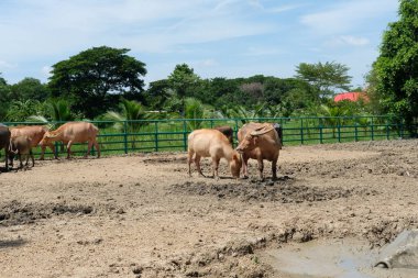Bufalo ve günlük aktiviteler