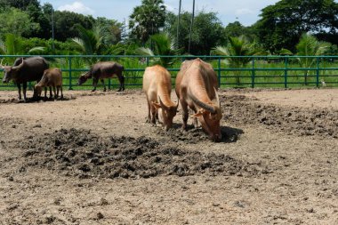 Bufalo ve günlük aktiviteler