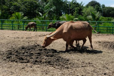 Bufalo ve günlük aktiviteler
