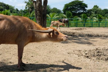 Bufalo ve günlük aktiviteler