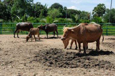 Bufalo ve günlük aktiviteler