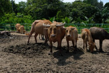 Bufalo ve günlük aktiviteler