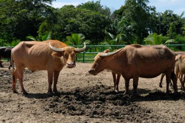 Bufalo ve günlük aktiviteler