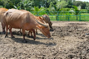 Bufalo ve günlük aktiviteler