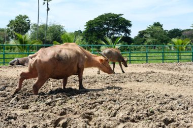 Bufalo ve günlük aktiviteler