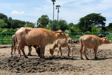 Bufalo ve günlük aktiviteler