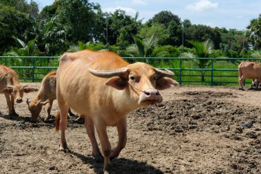 Bufalo ve günlük aktiviteler