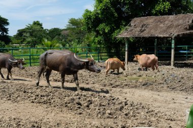Bufalo ve günlük aktiviteler