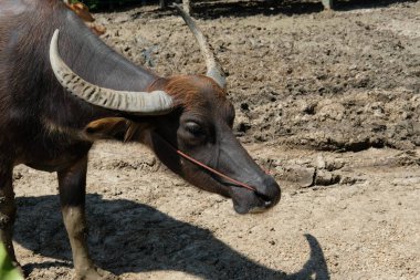 Bufalo ve günlük aktiviteler