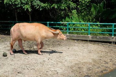 Bufalo ve günlük aktiviteler