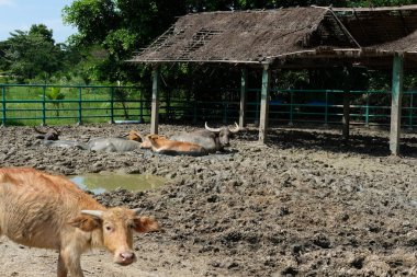 Bufalo ve günlük aktiviteler