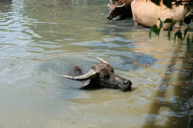 Bufalo ve günlük aktiviteler