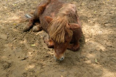 Atlar ve günlük aktiviteler