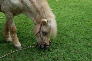 Atlar ve günlük aktiviteler