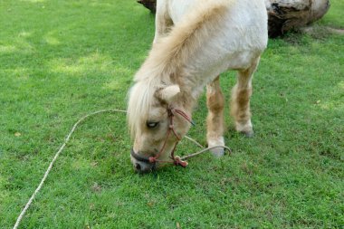 Atlar ve günlük aktiviteler