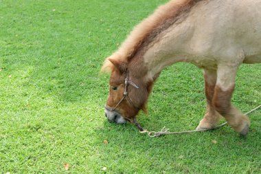 Atlar ve günlük aktiviteler