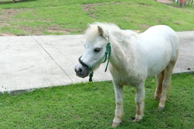 Atlar ve günlük aktiviteler