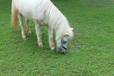 Atlar ve günlük aktiviteler