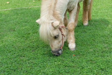 Atlar ve günlük aktiviteler