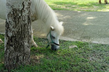 Atlar ve günlük aktiviteler