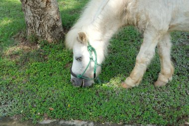 Atlar ve günlük aktiviteler