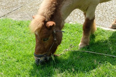 Atlar ve günlük aktiviteler