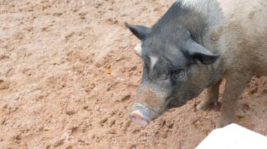 Domuzlar ve günlük aktiviteler