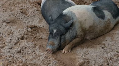 Domuzlar ve günlük aktiviteler