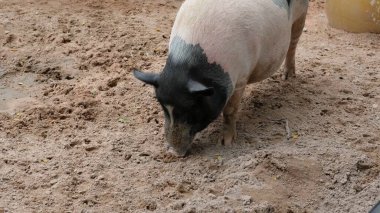 Domuzlar ve günlük aktiviteler