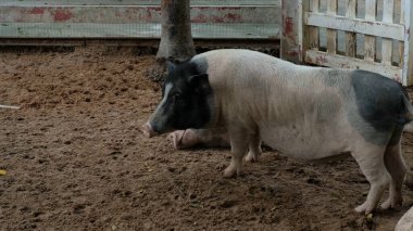 Domuzlar ve günlük aktiviteler