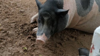 Domuzlar ve günlük aktiviteler