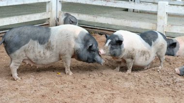 Domuzlar ve günlük aktiviteler