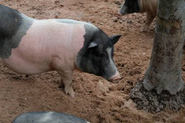Domuzlar ve günlük aktiviteler