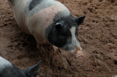 Domuzlar ve günlük aktiviteler