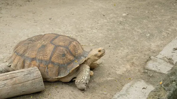 Kaplumbağalar ve günlük aktiviteler