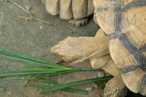 Kaplumbağalar ve günlük aktiviteler