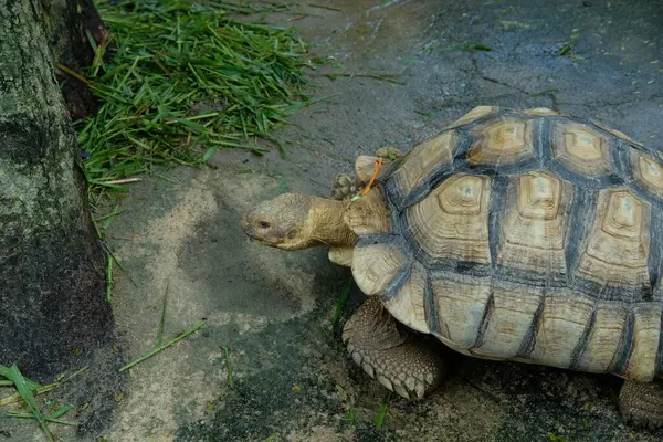 Kaplumbağalar ve günlük aktiviteler